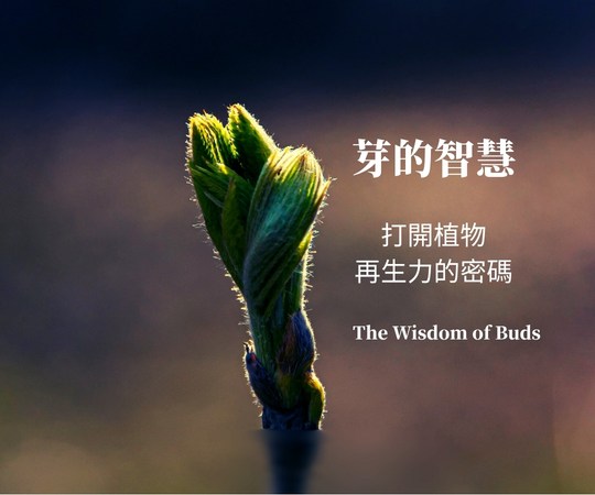 2025 夏季線上焦點課程_芽的智慧:打開植物再生力的密碼